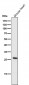 Anti-CD20 MS4A1 Rabbit Monoclonal Antibody